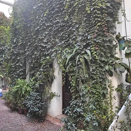 Dama De Noche Córdoba